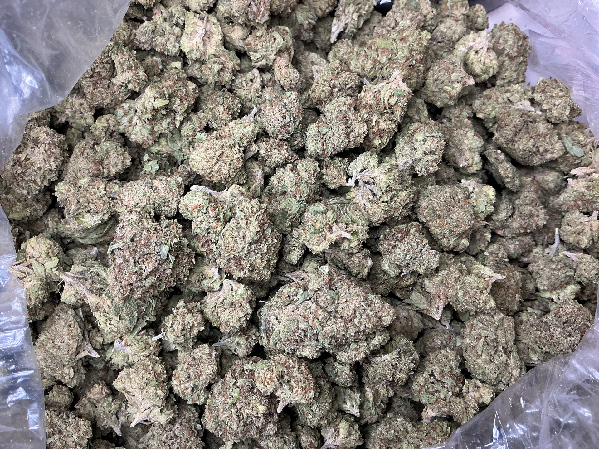 G41 THCa Flower (Indoor) / 7 Grams (1/4)